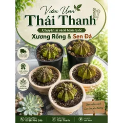 Xương Rồng Gym Vàng Cam 9-11cm