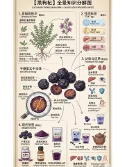 Hắc Kỷ Tử sấy khô SHANLIHAILI 50G