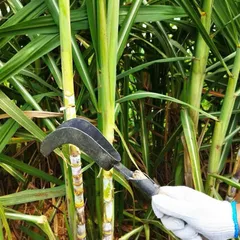 Liềm lóc lá mía hai lưỡi cong sắc bén, lưỡi bén dày dặn