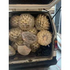Đèn gỗ hoa cúc đại