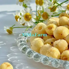 Hạt Sen Sấy Giòn Ăn Liền - Ximafarm