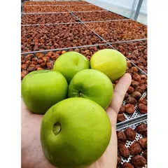 TÁO XANH NINH THUẬN SẤY DẺO ( Tặng Kèm Muối Tây Ninh)- XIMAFARM