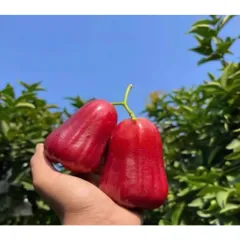 Mận Đỏ An Phước Sấy Dẻo Muối Ớt - Ximafarm