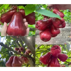 Mận Đỏ An Phước Sấy Dẻo Muối Ớt - Ximafarm
