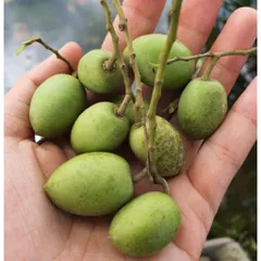 Cà Na Sấy Muối Ớt - Ximafarm