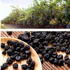 Việt Quất Sấy Dẻo ( Ít Ngọt,Chua Nhiều ) - Ximafarm – Snack Ăn Vặt Healthy – Dried Blueberry