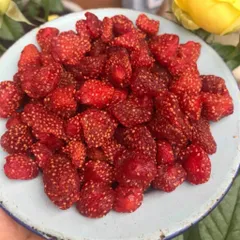 Dâu Tây Sấy Dẻo Xốc Muối Ớt  Hũ 250G , Dẻo Chua Nhiều