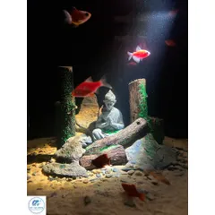 Đèn Rọi Mini 3W Cho Bể Cá Để Bàn, Chỉnh Tiêu Cự, 3 Chế Độ Màu, Đèn Kẹp Nhỏ Gọn, Ánh Sáng Tập Trung