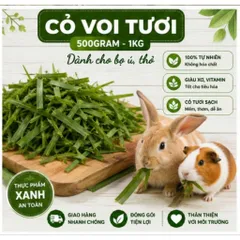CỎ VOI TƯƠI DÀNH CHO BỌ Ú, THỎ VÀ NHIỀU LOÀI GẶM NHẤM