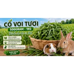 CỎ VOI TƯƠI DÀNH CHO BỌ Ú, THỎ VÀ NHIỀU LOÀI GẶM NHẤM