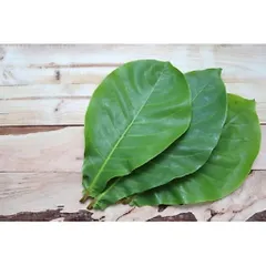 (1kg) Lá bàng tươi có đơn mới hái