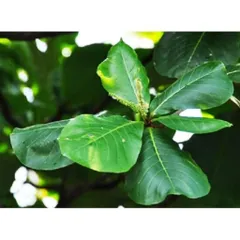 (1kg) Lá bàng tươi có đơn mới hái