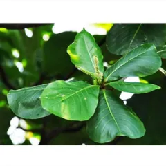 (1kg) Lá bàng tươi có đơn mới hái