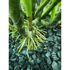 Than Củi Trồng Lan Đã Qua Xử Lý bịch 500g