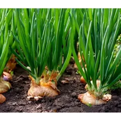 Combo củ hành tây trắng chọn lọc loại 7-10 củ 1kg
