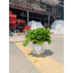 Chậu nhựa thuỷ sinh tự tưới tiện lợi cho cây cảnh - Bình thủy sinh trồng cây