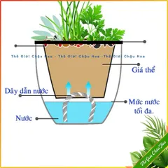 Chậu nhựa thuỷ sinh tự tưới tiện lợi cho cây cảnh - Bình thủy sinh trồng cây