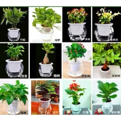 Chậu nhựa thuỷ sinh tự tưới tiện lợi cho cây cảnh - Bình thủy sinh trồng cây