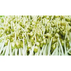 1 kg đậu xanh, đỗ xanh hàng chuẩn đẹp, làm giá đỗ