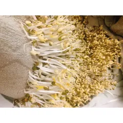 1 kg đậu xanh, đỗ xanh hàng chuẩn đẹp, làm giá đỗ