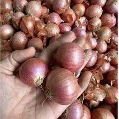 1kg Hành Củ Khô Ấn Độ Thơm - ngon - chất lượng không chất bảo quản phù hợp với nhiều món ăn