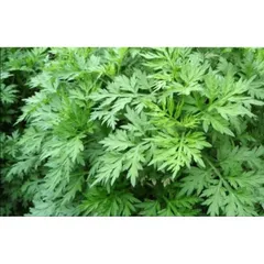 100GR Bột Ngải Cứu nguyên chất 100%