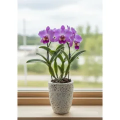 Bình gốm sứ Bát Tràng dáng xô nhiều kích thước, cắm hoa, trồng lan, hậu cây cảnh nội thất decor,cắm hoa decor,trồng cây