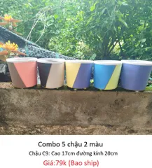 Chậu  C9 cao 17cm đường kính 20cm combo 5 chậu 2 màu giao ngẫu nhiên