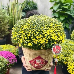 Liễng gỗ treo trang trí CÂY, GIỎ QUÀ TẾT (P123560)