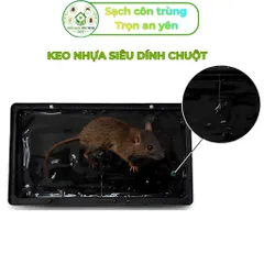 Bộ 2 khay keo siêu dính, khay nhựa đen cứng cáp, hỗ trợ bắt chuột, ruồi và côn trùng bò