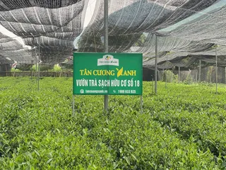 Trà Túi Lọc Xanh , Sen , Nhài - Bịch 100 gói Trà Sạch Tân Cương Xanh