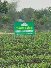 Trà Túi Lọc Xanh , Sen , Nhài - Bịch 100 gói Trà Sạch Tân Cương Xanh