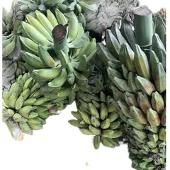 3kg Chuối Hột Già Tươi, Nải Chuối Hột, Chuối Già, Nhận Hàng 3 - 7 Ngày Chín