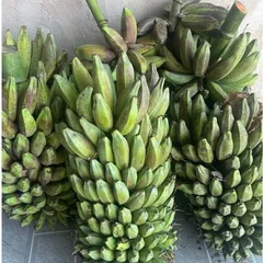 3kg Chuối Hột Già Tươi, Nải Chuối Hột, Chuối Già, Nhận Hàng 3 - 7 Ngày Chín