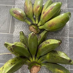 3kg Chuối Hột Già Tươi, Nải Chuối Hột, Chuối Già, Nhận Hàng 3 - 7 Ngày Chín