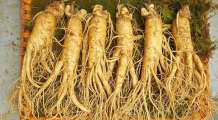 Sâm tươi Hàn Quốc 6 củ chất lượng cao 1kg, hỗ trợ sức khỏe tuyệt vời, sản phẩm dinh dưỡng tự nhiên chính hãng Geumsan