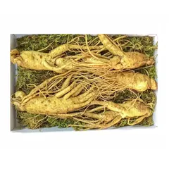 Sâm tươi 7 củ loại 1 - 1kg - Thực phẩm chức năng tăng cường sức khỏe, hỗ trợ miễn dịch tự nhiên.