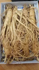 Sâm tươi 7 củ loại 1 - 1kg - Thực phẩm chức năng tăng cường sức khỏe, hỗ trợ miễn dịch tự nhiên.