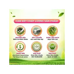 combo 2 hộp trà kim tiền thảo râu mèo 854112