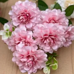 Hoa thược dươ.c, hoa lụa thược dươ.c