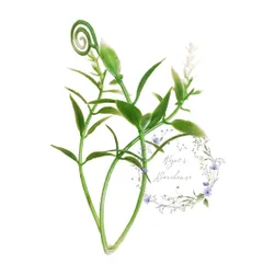 Cỏ điểm dùng để phối với hoa sáp, hoa lụa, hoa giấy