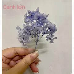 Hoa cẩm tú cầu khô trang trí nguyên cành nhỏ