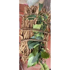 rễ sâm xuyên đá rừng thơm