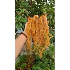 Hồng sâm sấy dẻo, hàng vụ mới đẹp quá, khách mua rồi toàn quay lại  mua tiếp 🍁 . Ưng quá luôn !loại 1