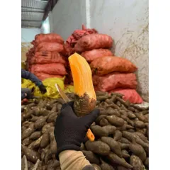 10kg KHOAI SÂM ĐẤT Y TÝ – NGỌT MÁT TỪ NÚI RỪNG