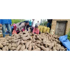 10kg KHOAI SÂM ĐẤT Y TÝ – NGỌT MÁT TỪ NÚI RỪNG