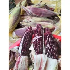 Ngô Nếp Tím Nữ Hoàng Điện Biên(combo 2 túi là 2kg)