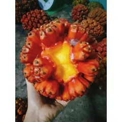 túi 1kg dứa dại rừng chín tách múi sẵn