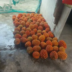 túi 1kg dứa dại rừng chín tách múi sẵn