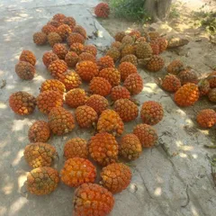 túi 1kg dứa dại rừng chín tách múi sẵn